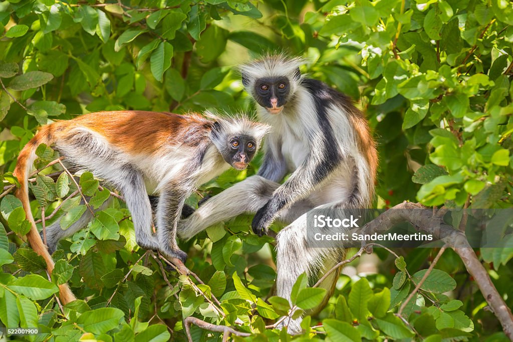 Jozani Forest Zanzibar